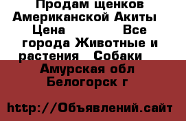 Продам щенков Американской Акиты › Цена ­ 25 000 - Все города Животные и растения » Собаки   . Амурская обл.,Белогорск г.